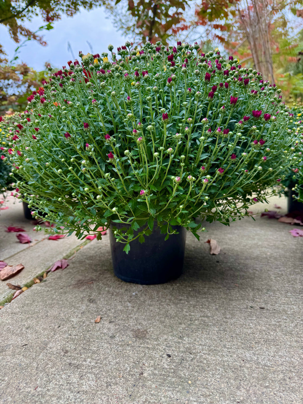 Tricolor Mum
