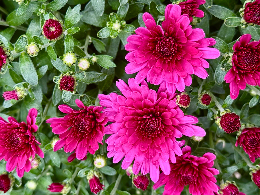 Tricolor Mum
