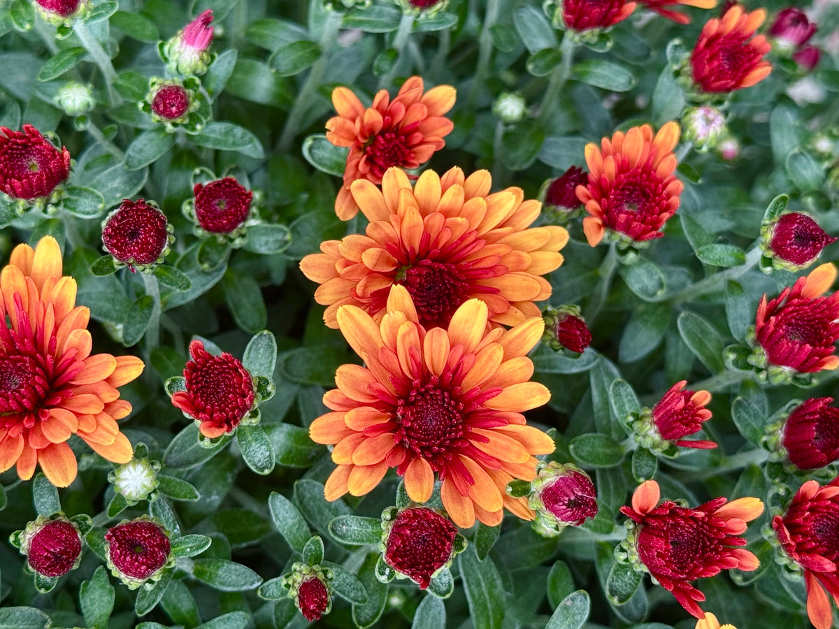 Tricolor Mum