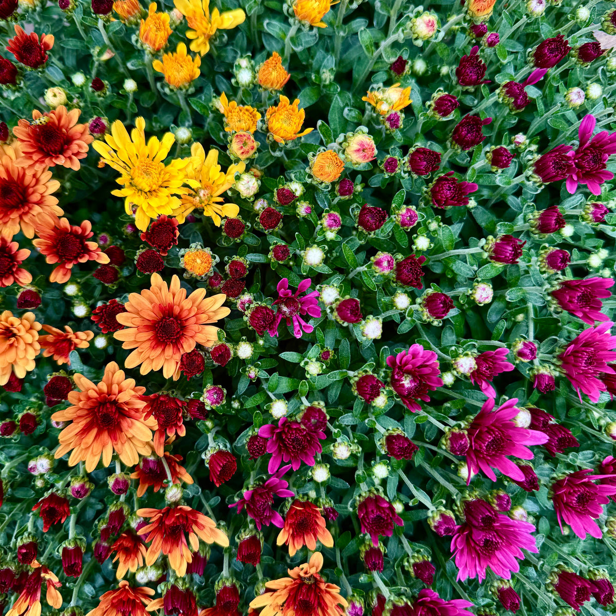 Tricolor Mum