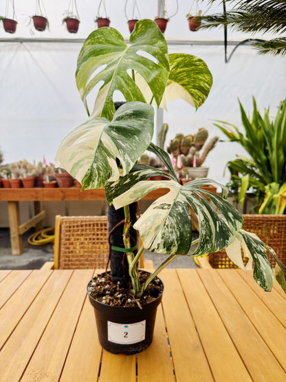 Monstera Albo Variegata in 8" Planter - Limited Release for Pickup Now
