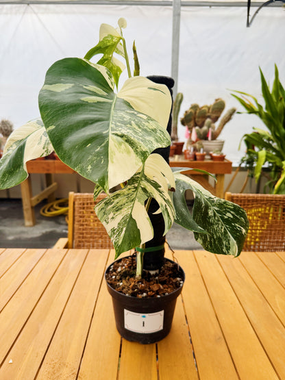 Monstera Albo Variegata in 8" Planter - Limited Release for Pickup Now