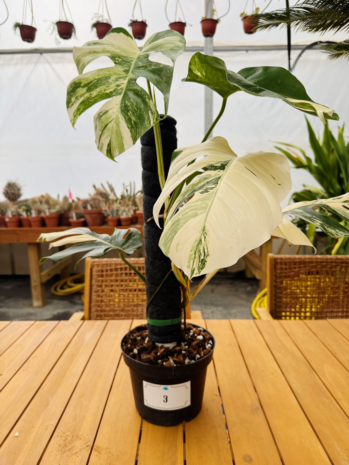 Monstera Albo Variegata in 8" Planter - Limited Release for Pickup Now