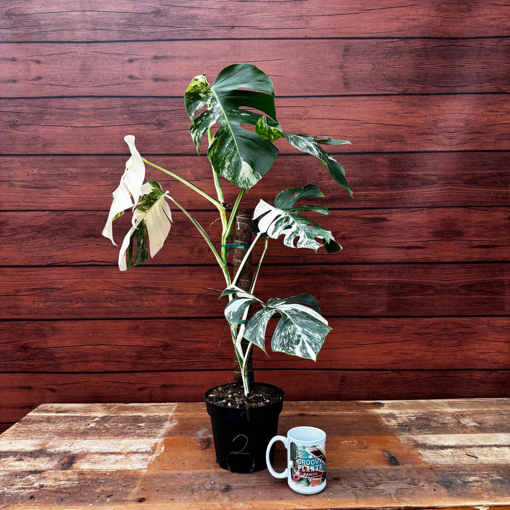 Monstera deliciosa 'Albo'