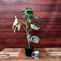 Monstera deliciosa 'Albo'