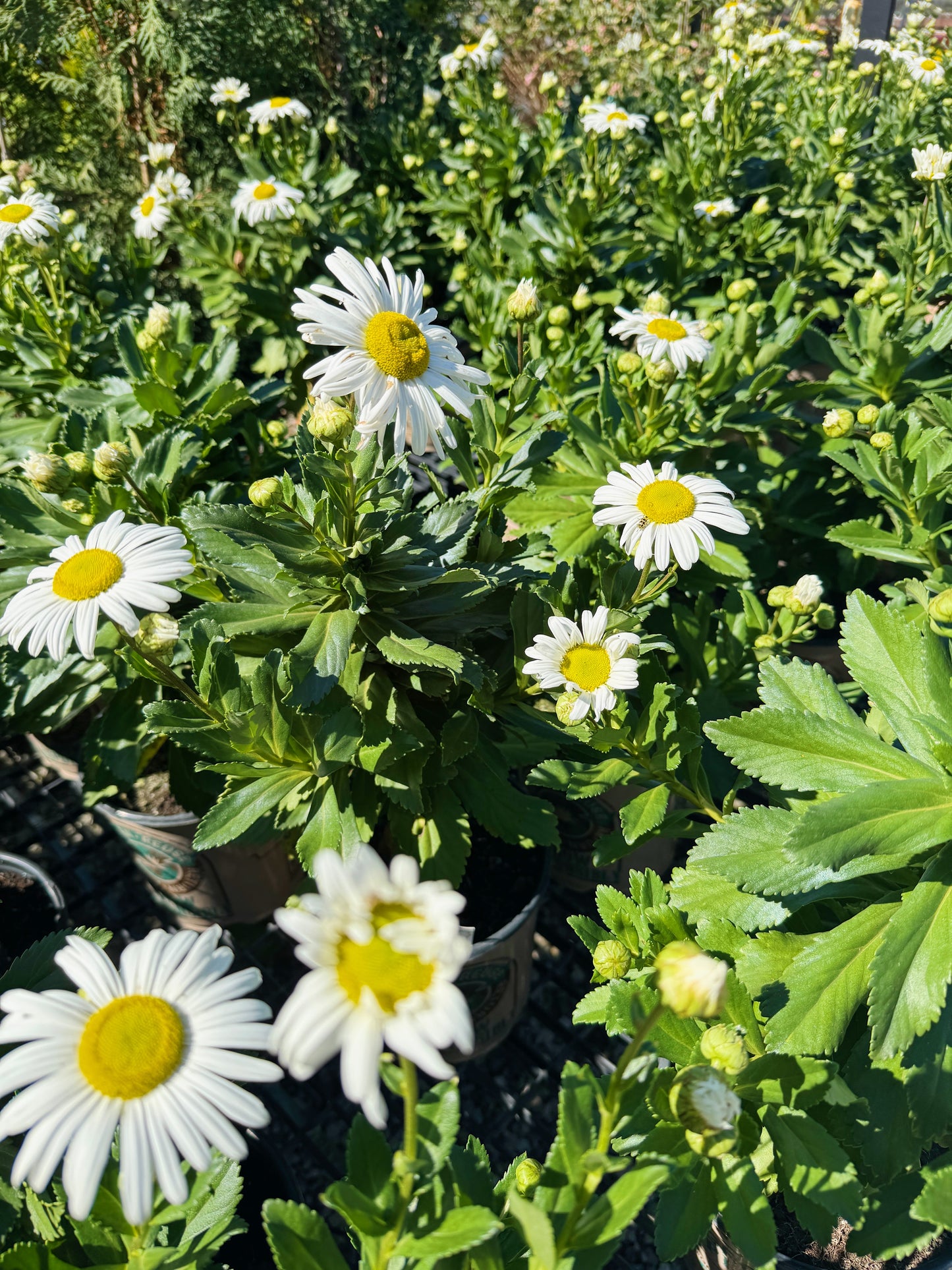 Nippon Daisy - Nipponanthemum nipponicum | Limited Release - Pickup Now