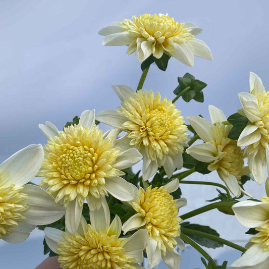 ‘Platinum Blonde’ Dahlia ~ 3 Tubers