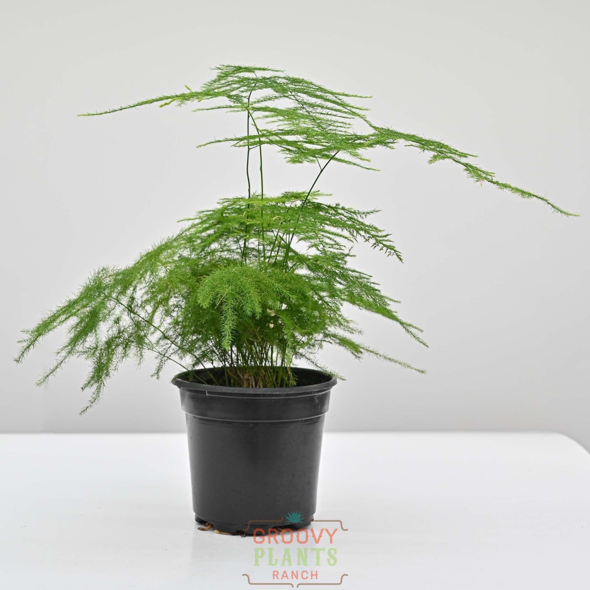 Plumosa Fern |  Asparagus setaceus