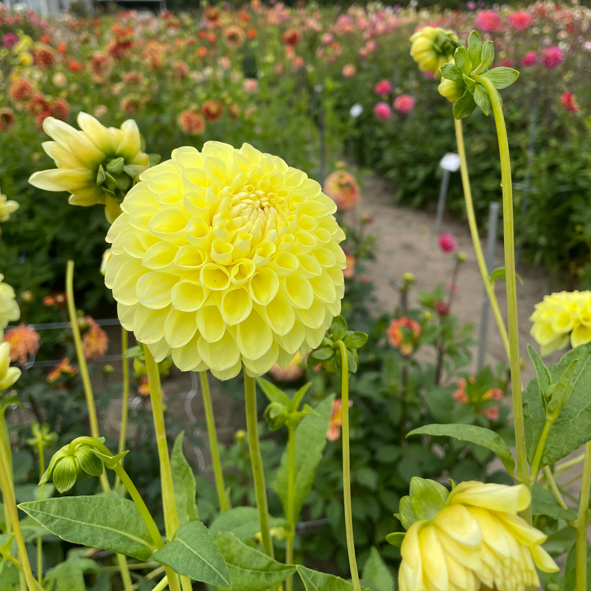 Dahlia Polventon Supreme | Ball Dahlia