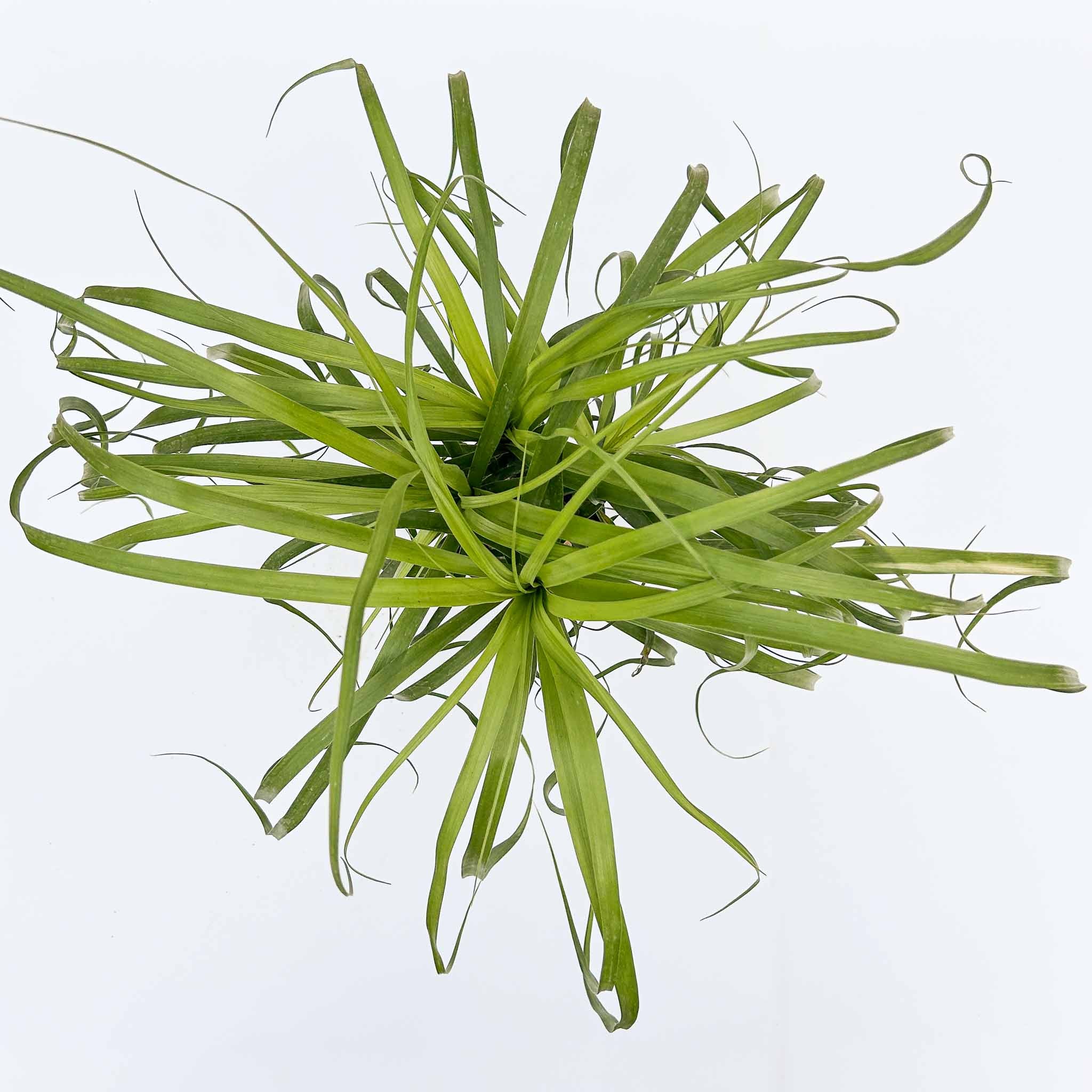 Ponytail Palm | Beaucarnea recurvata