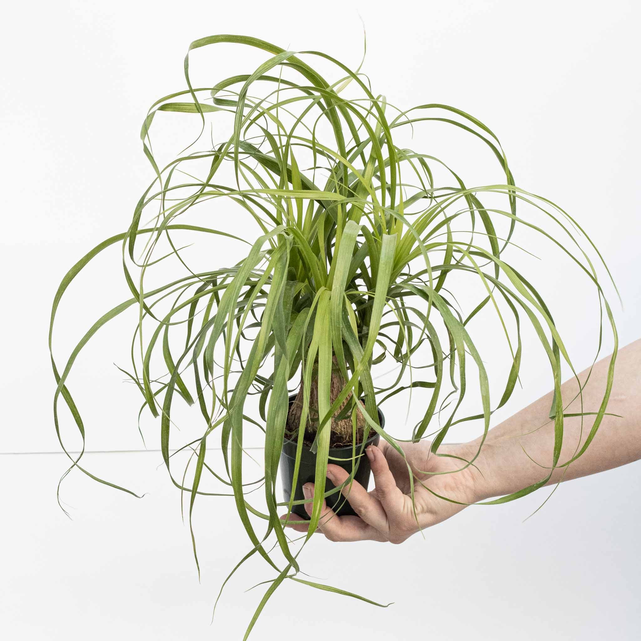 Ponytail Palm | Beaucarnea recurvata