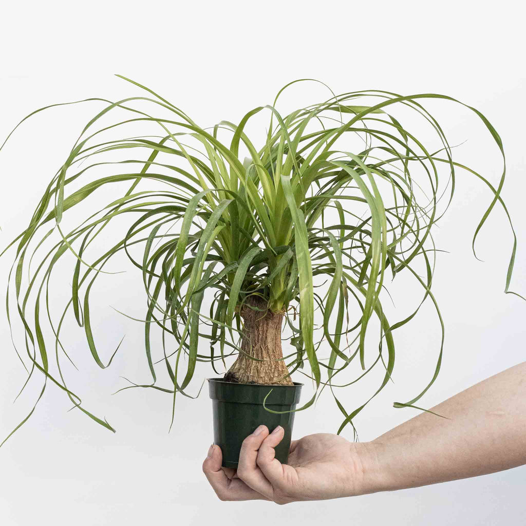 Ponytail Palm | Beaucarnea recurvata