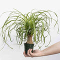 Ponytail Palm | Beaucarnea recurvata