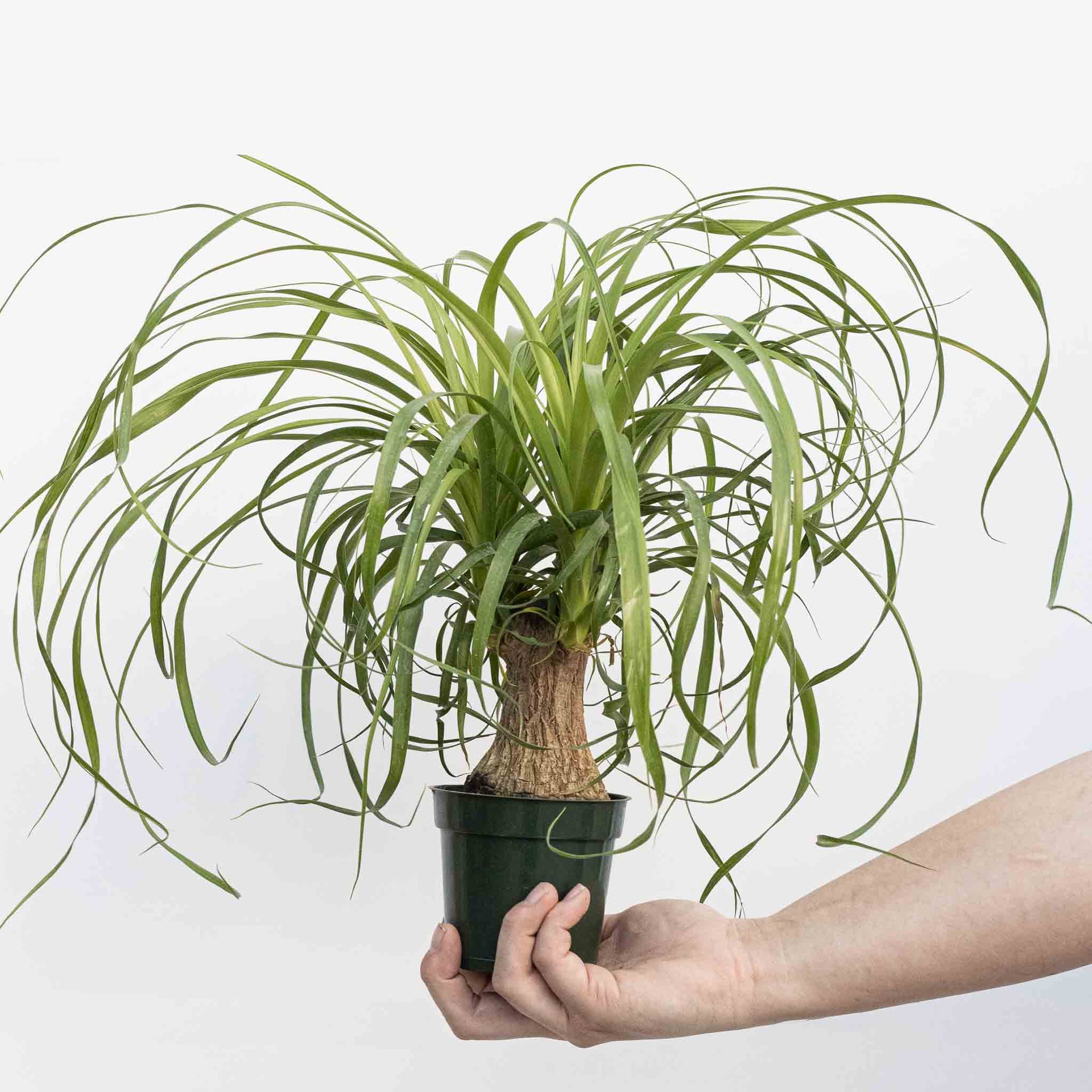 Ponytail Palm