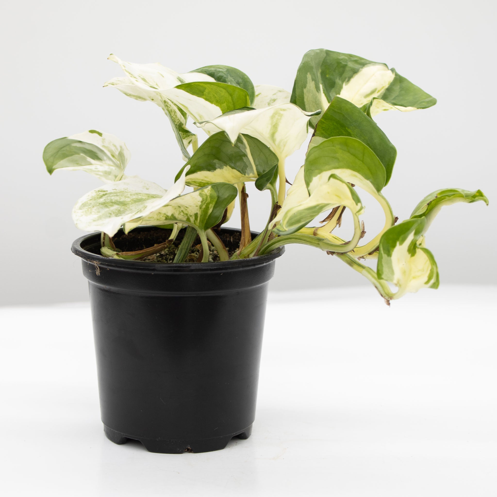 Happy Leaf Pothos, Manjula Pothos | Epipremnum aureum 'Manjula'