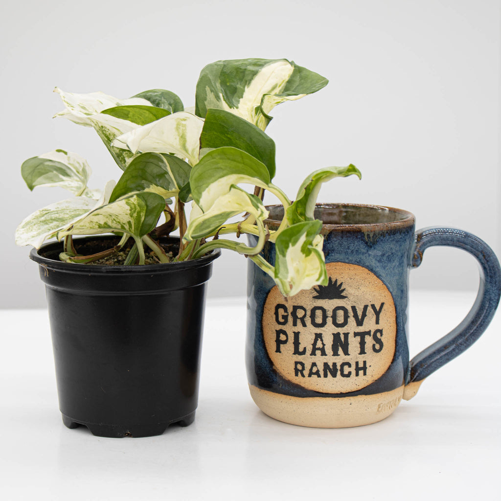 Happy Leaf Pothos, Manjula Pothos | Epipremnum aureum 'Manjula'