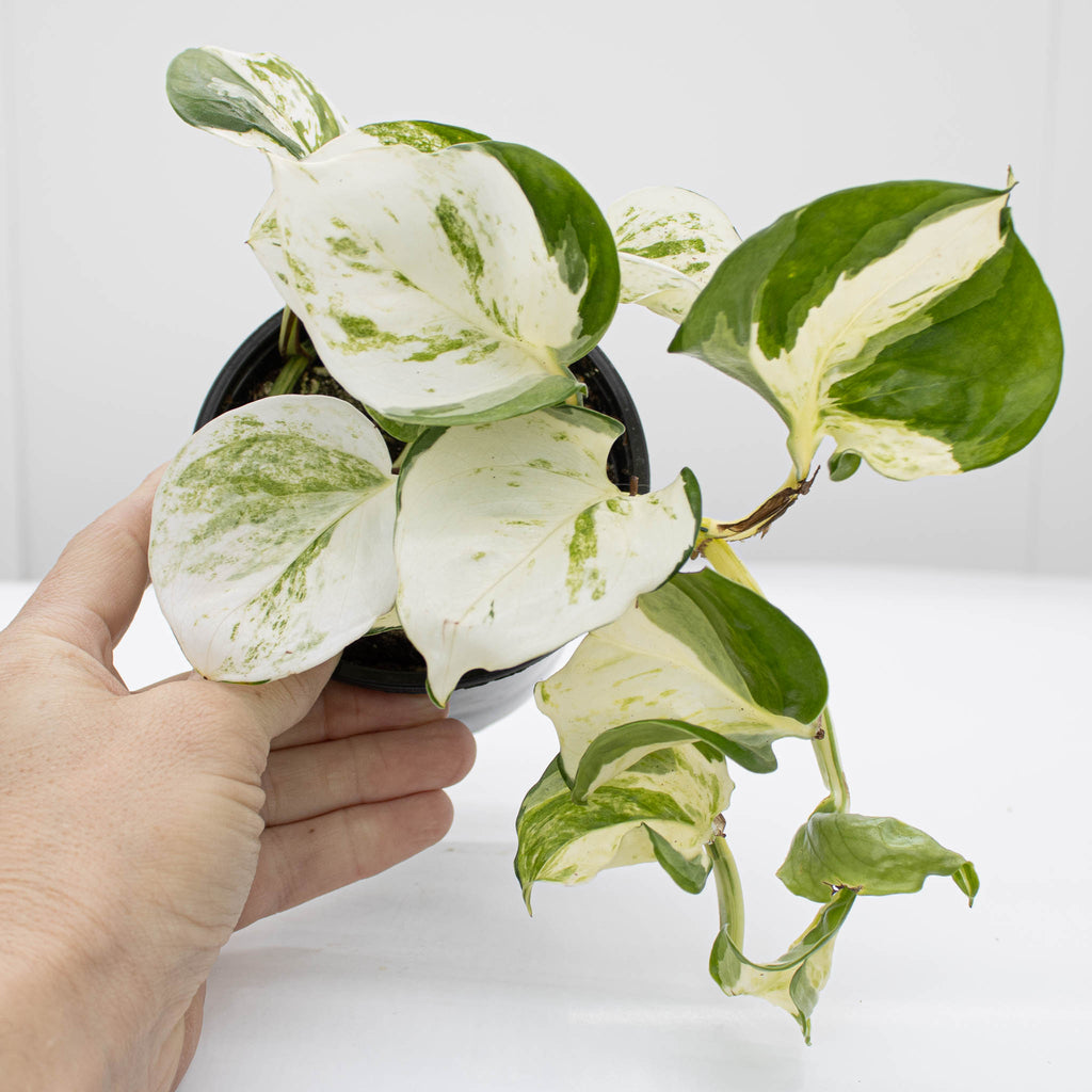 Happy Leaf Pothos, Manjula Pothos | Epipremnum aureum 'Manjula'
