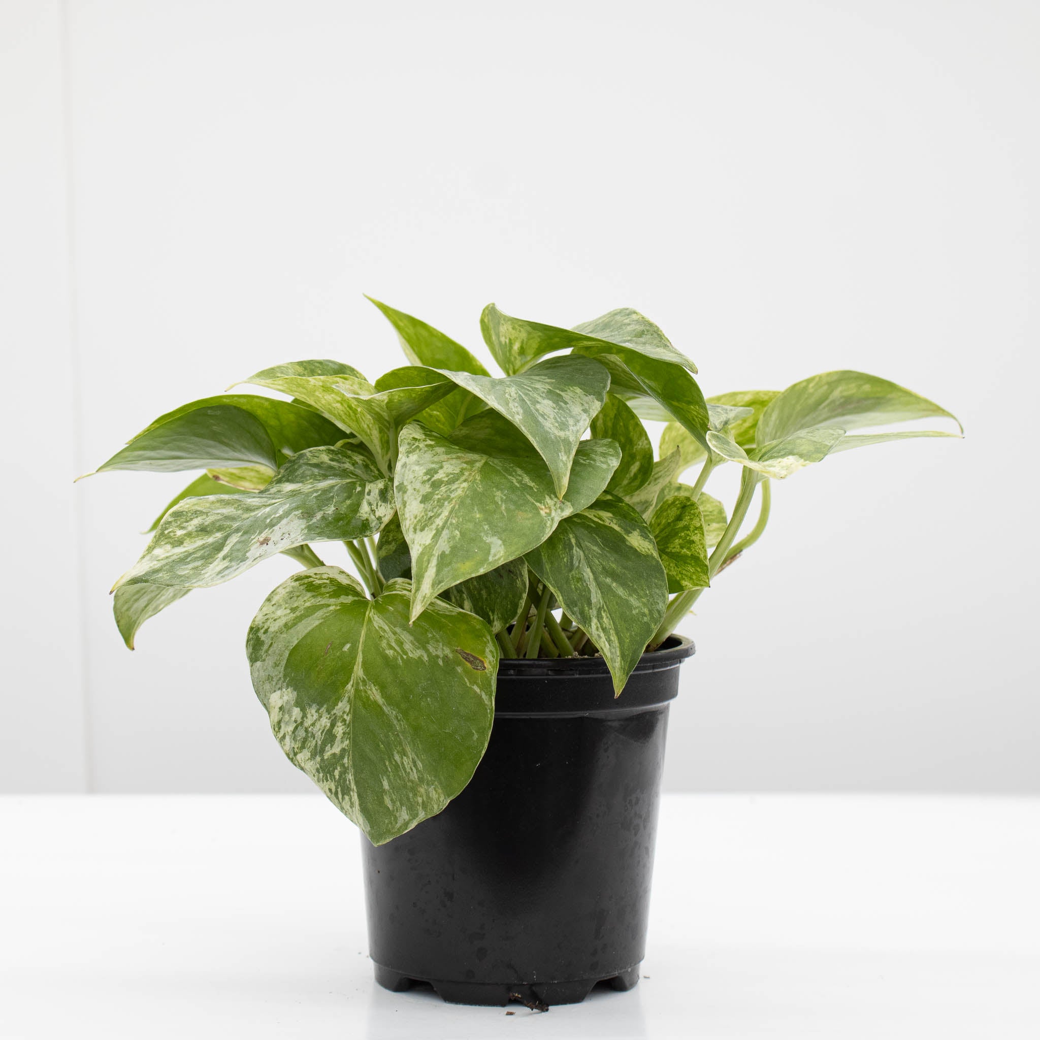 Marble Queen Pothos | Epipremnum aureum 'Marble Queen'