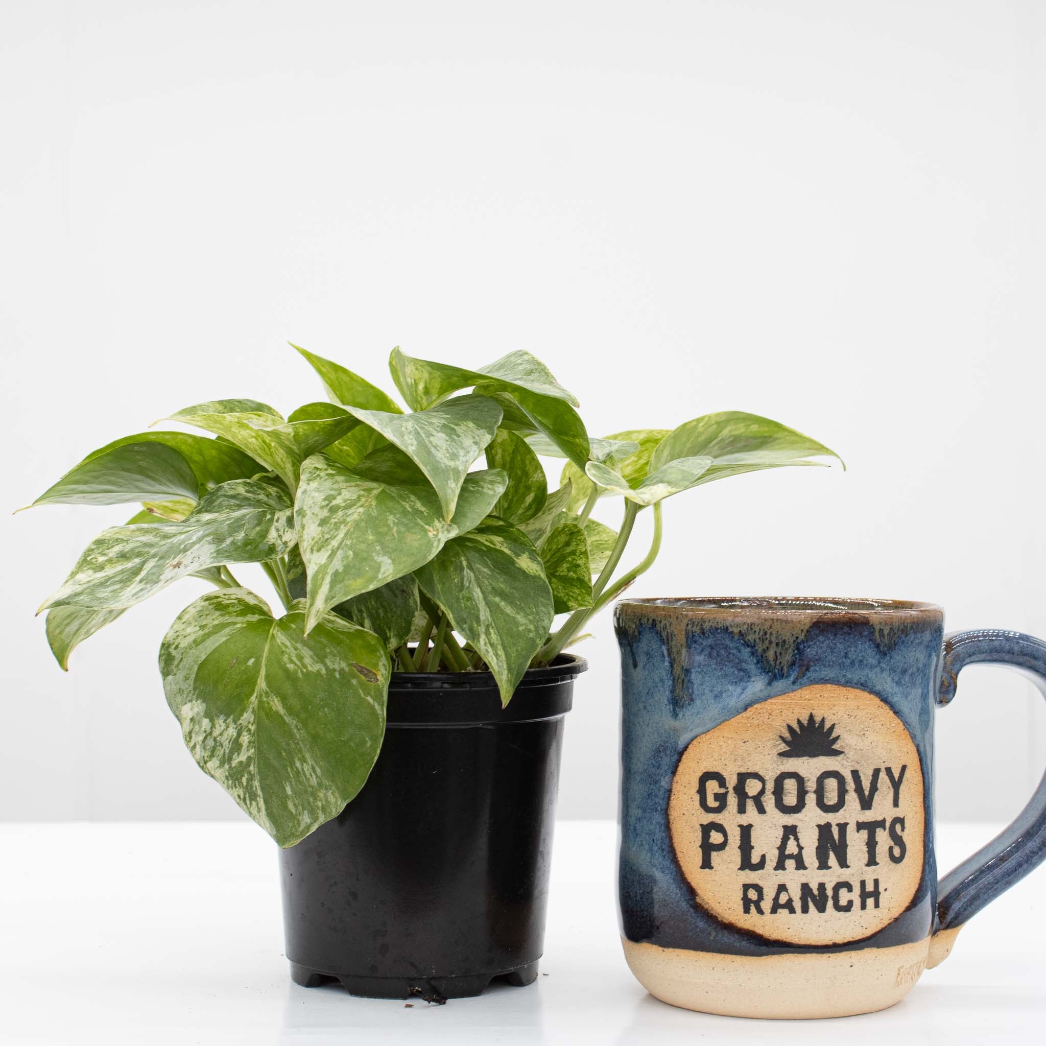Marble Queen Pothos | Epipremnum aureum 'Marble Queen'