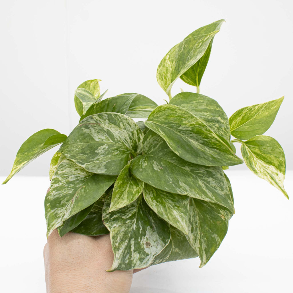 Marble Queen Pothos | Epipremnum aureum 'Marble Queen'