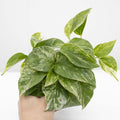 Marble Queen Pothos | Epipremnum aureum 'Marble Queen'