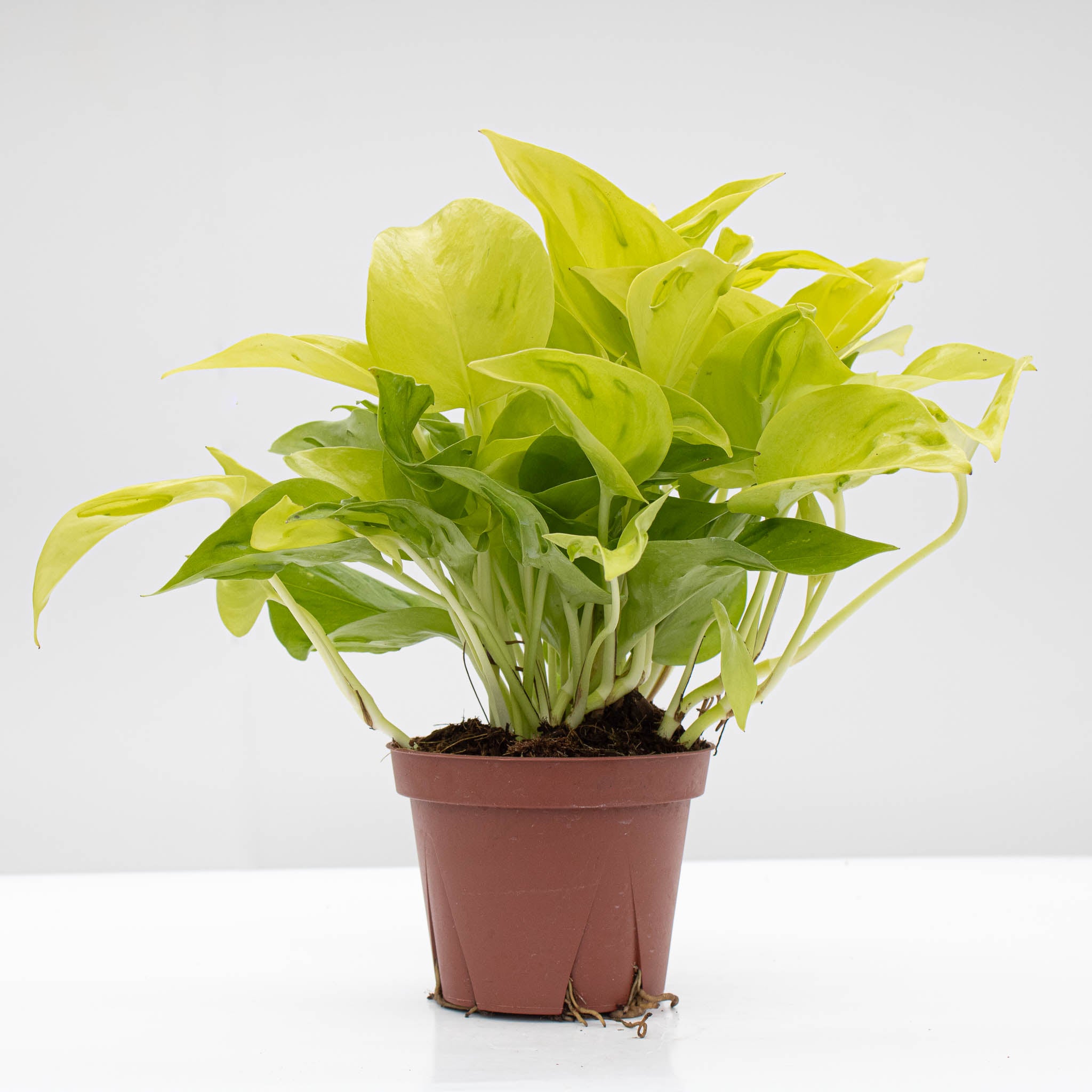 Pothos 'São Paulo' | Epipremnum aureum 'São Paulo'