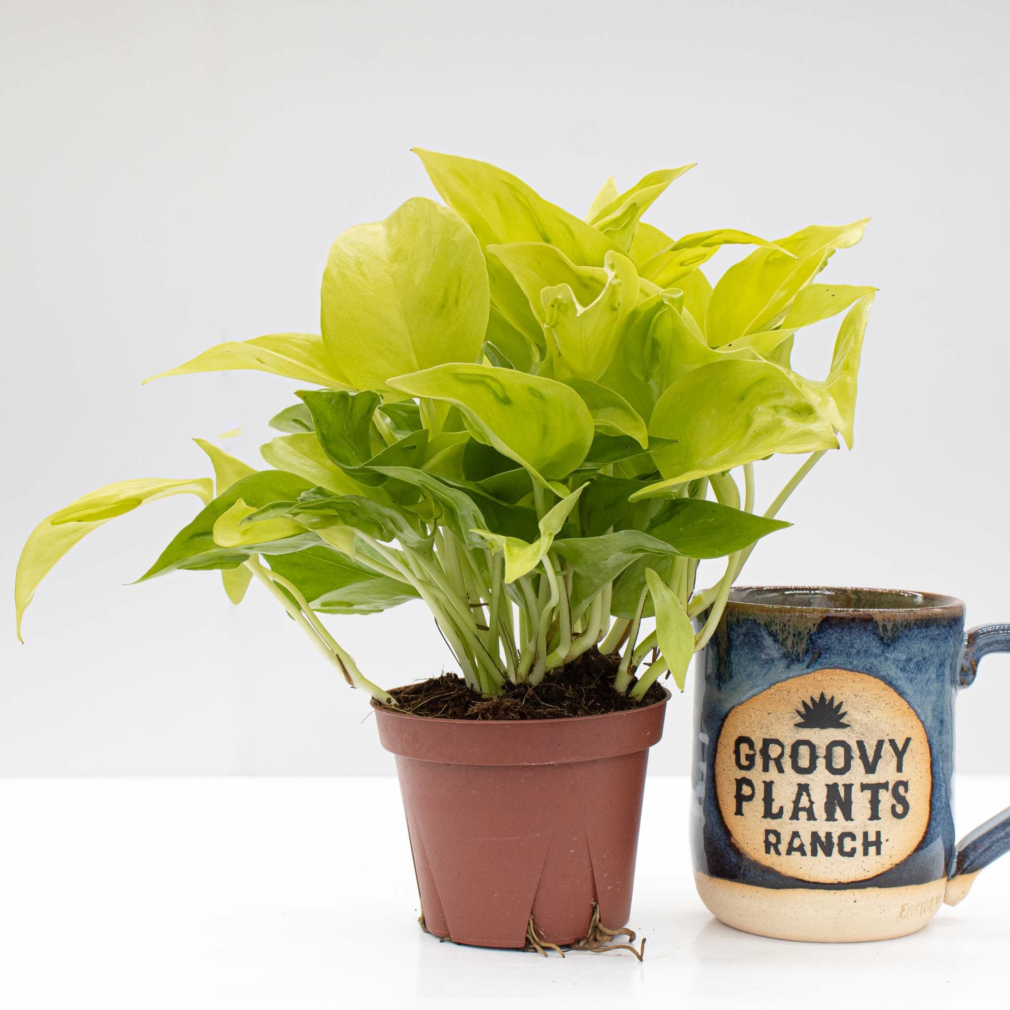 Pothos 'São Paulo' | Epipremnum aureum 'São Paulo'