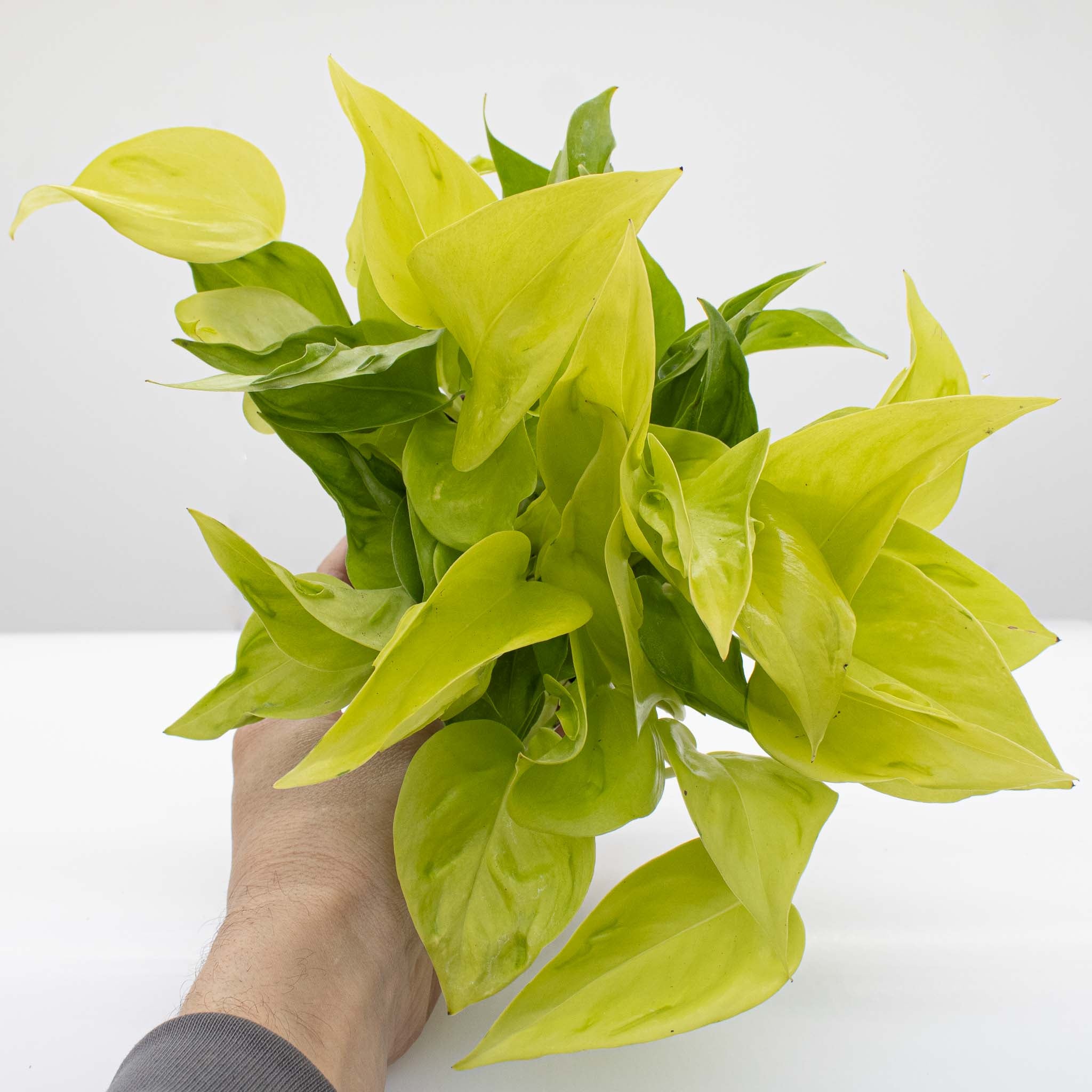Pothos 'São Paulo' | Epipremnum aureum 'São Paulo'