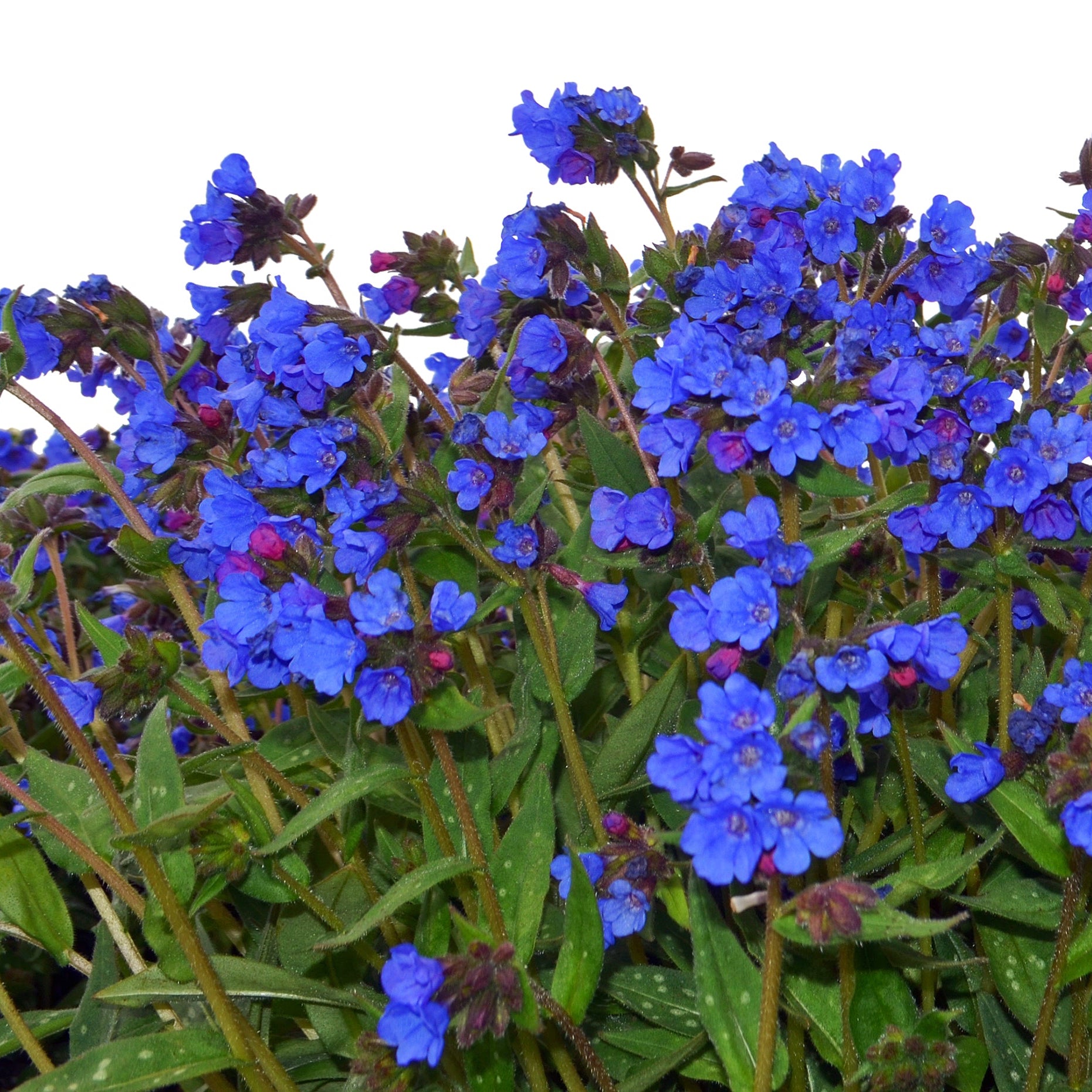 Pulmonaria NOVA® 'Cobalt'