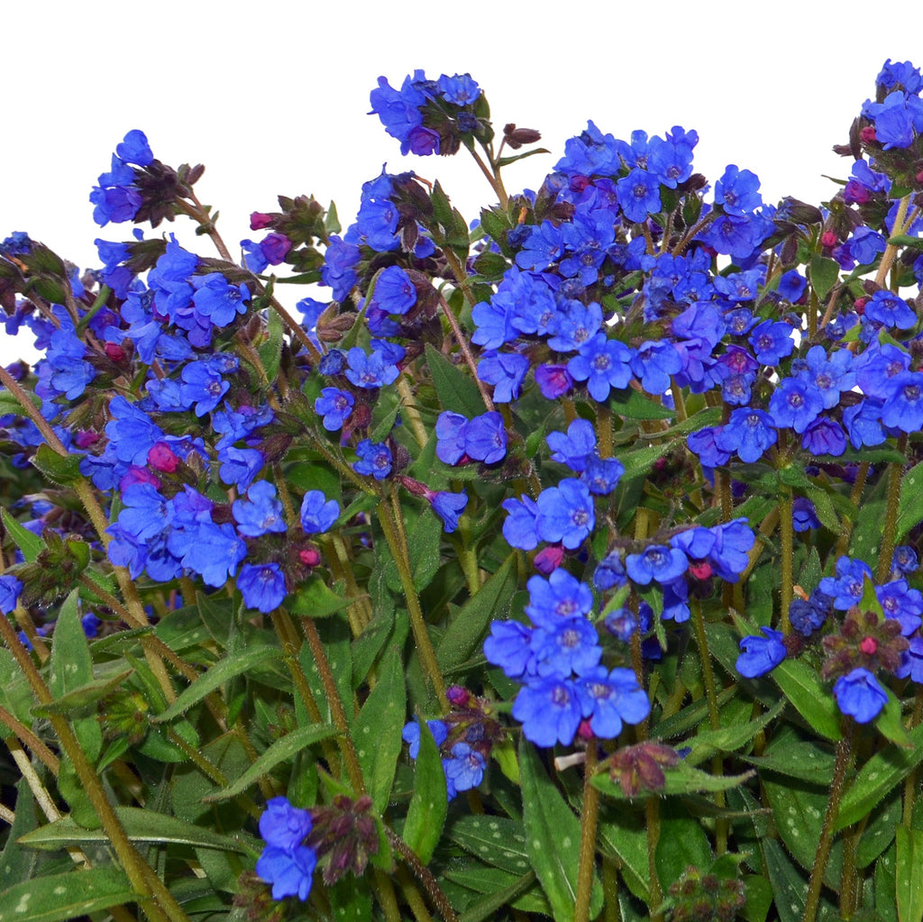 Made in the Shade Garden ~ 9 Hefty Plants for Preorder