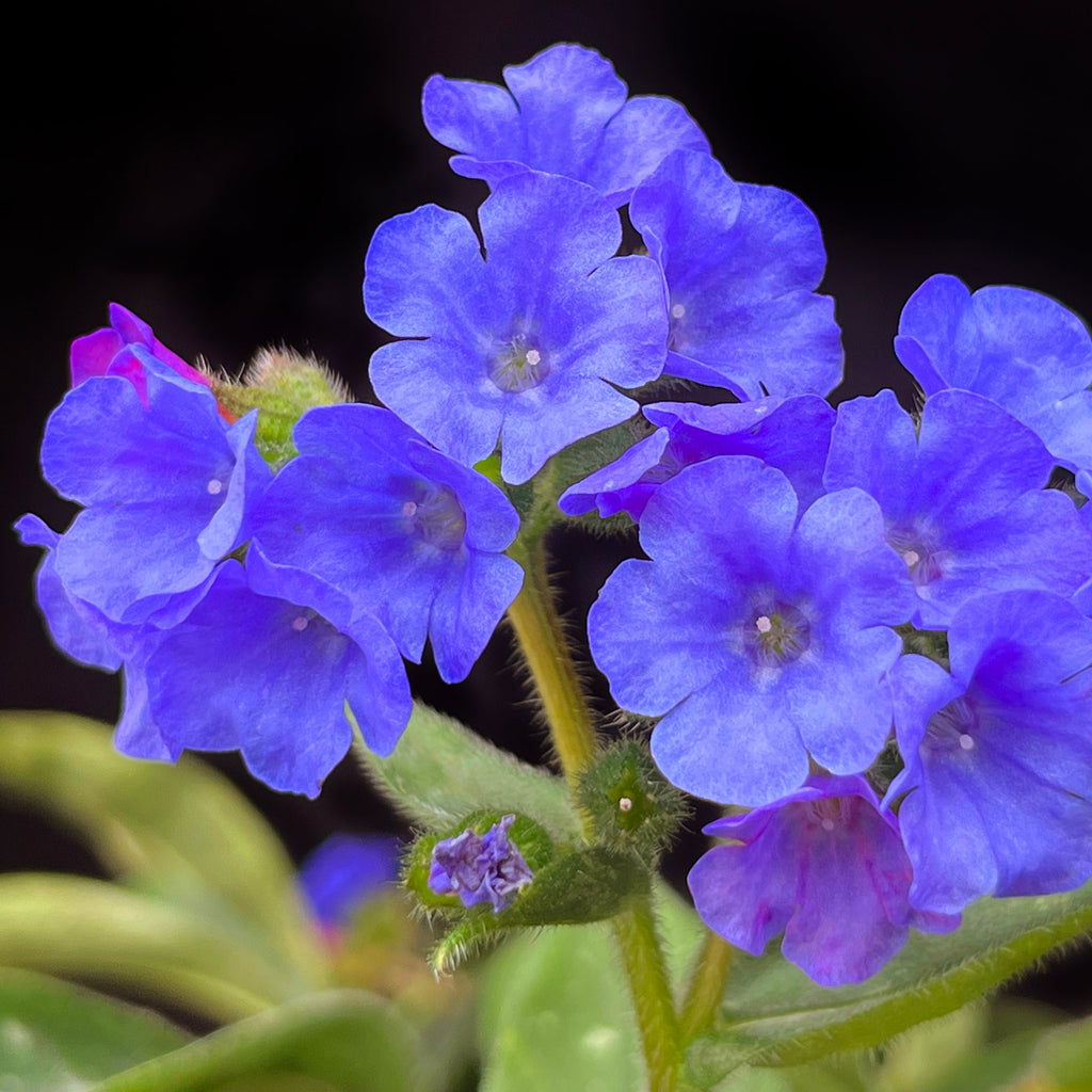 Pulmonaria NOVA® 'Cobalt'