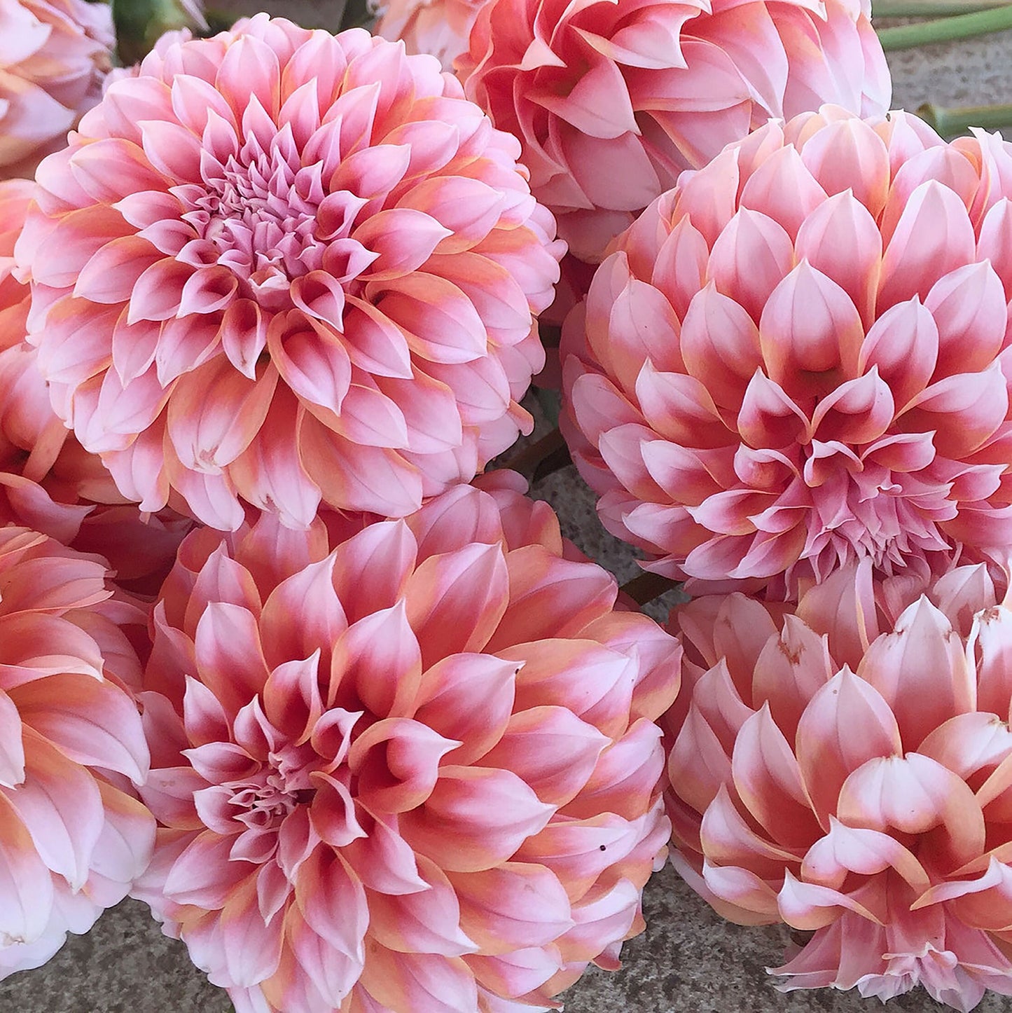 'Peaches-N-Cream' Dahlia ~ 3 Tubers