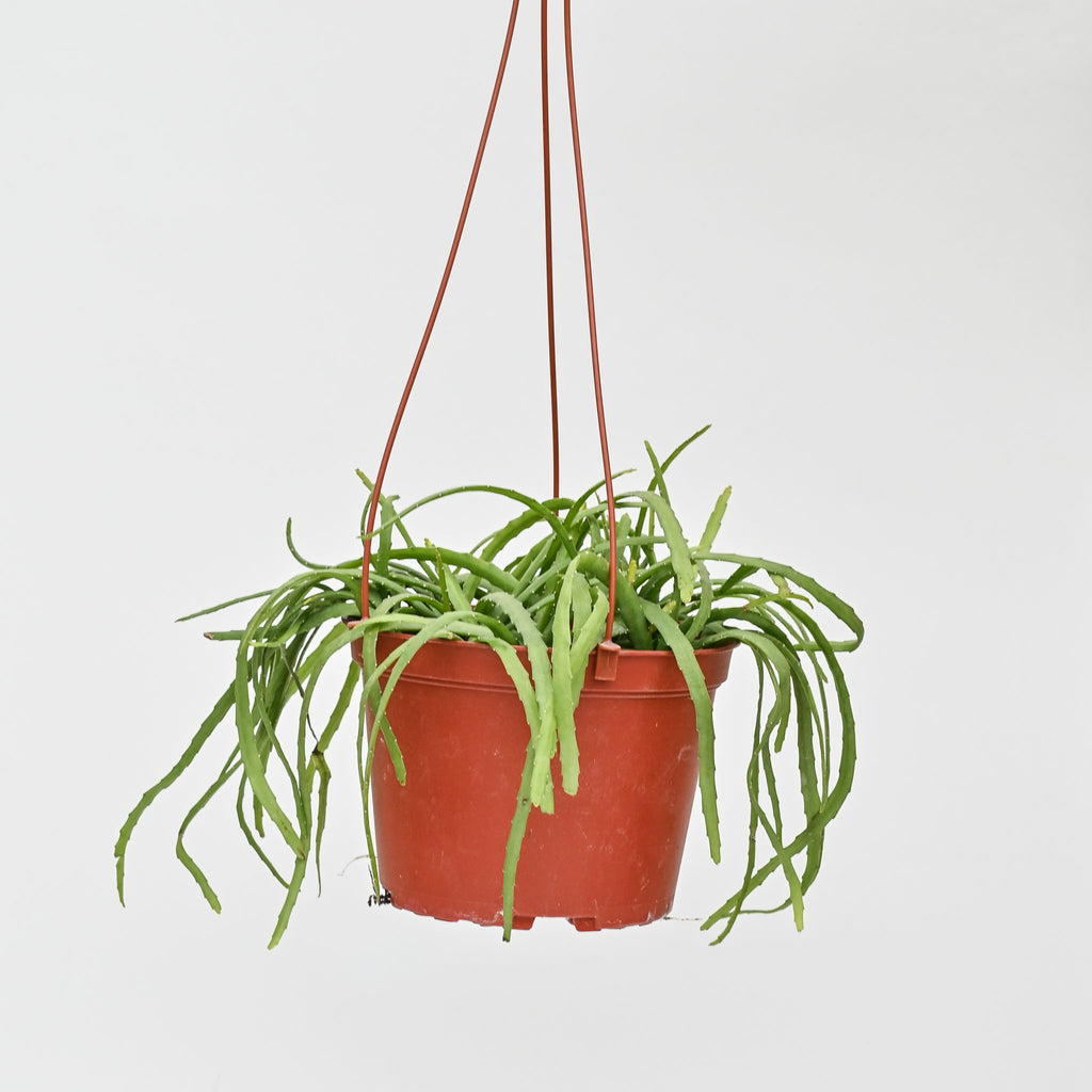 Jungle Cactus | Rhipsalis/Pfeiffera 'Boliviana'