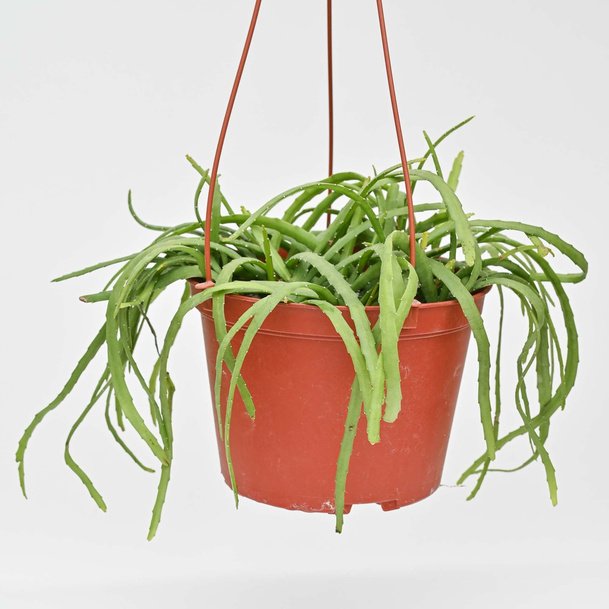 Jungle Cactus | Rhipsalis/Pfeiffera 'Boliviana'