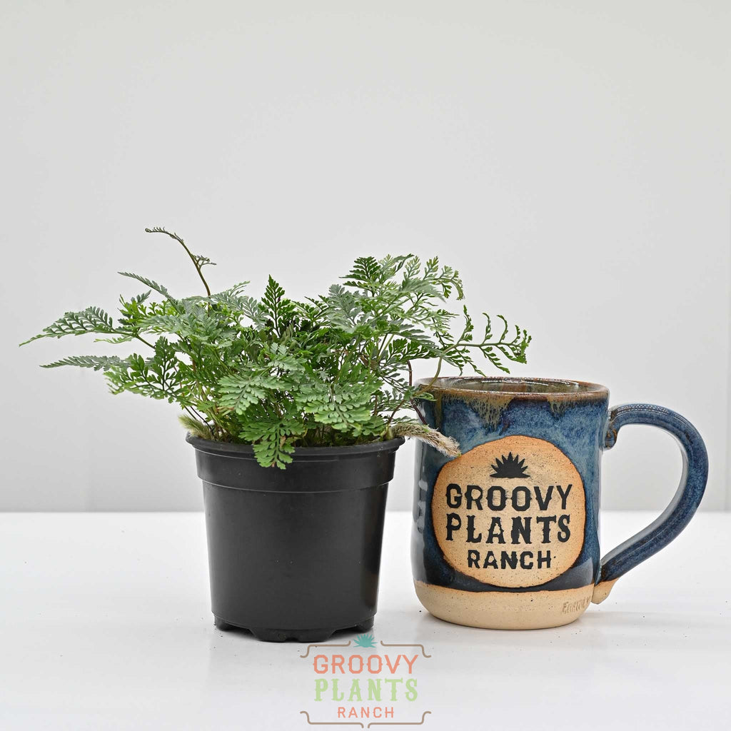 Rabbit Foot Fern | Davallia fejeensis