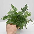 Rabbit Foot Fern | Davallia fejeensis