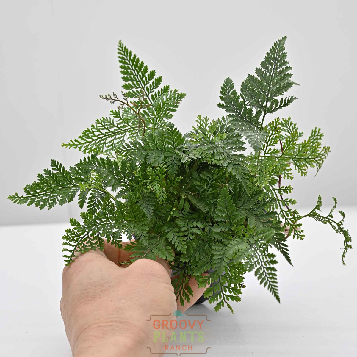 Rabbit Foot Fern | Davallia fejeensis