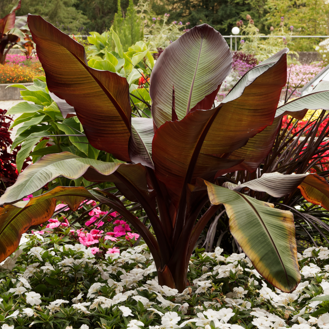Red Abyssinian Banana Tree ~ Trio of 3 Hefty Plants for Preorder