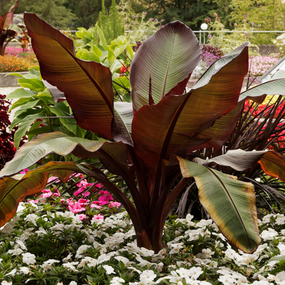 Red Abyssinian Banana Tree ~ Trio of 3 Hefty Plants for Preorder