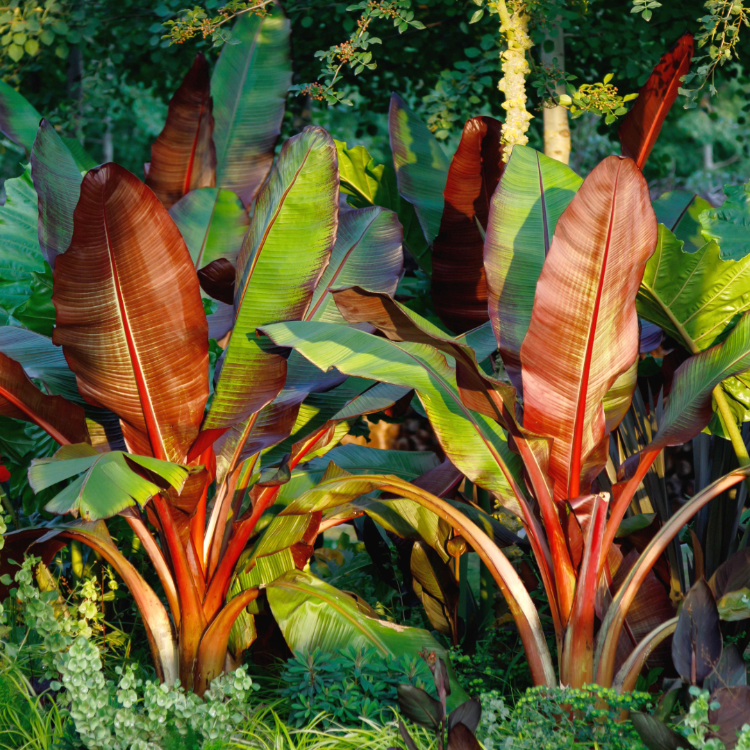 Red Abyssinian Banana Tree ~ Preorder