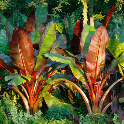 Red Abyssinian Banana Tree ~ Trio of 3 Hefty Plants for Preorder