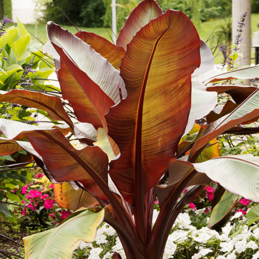 Red Abyssinian Banana Tree ~ Preorder