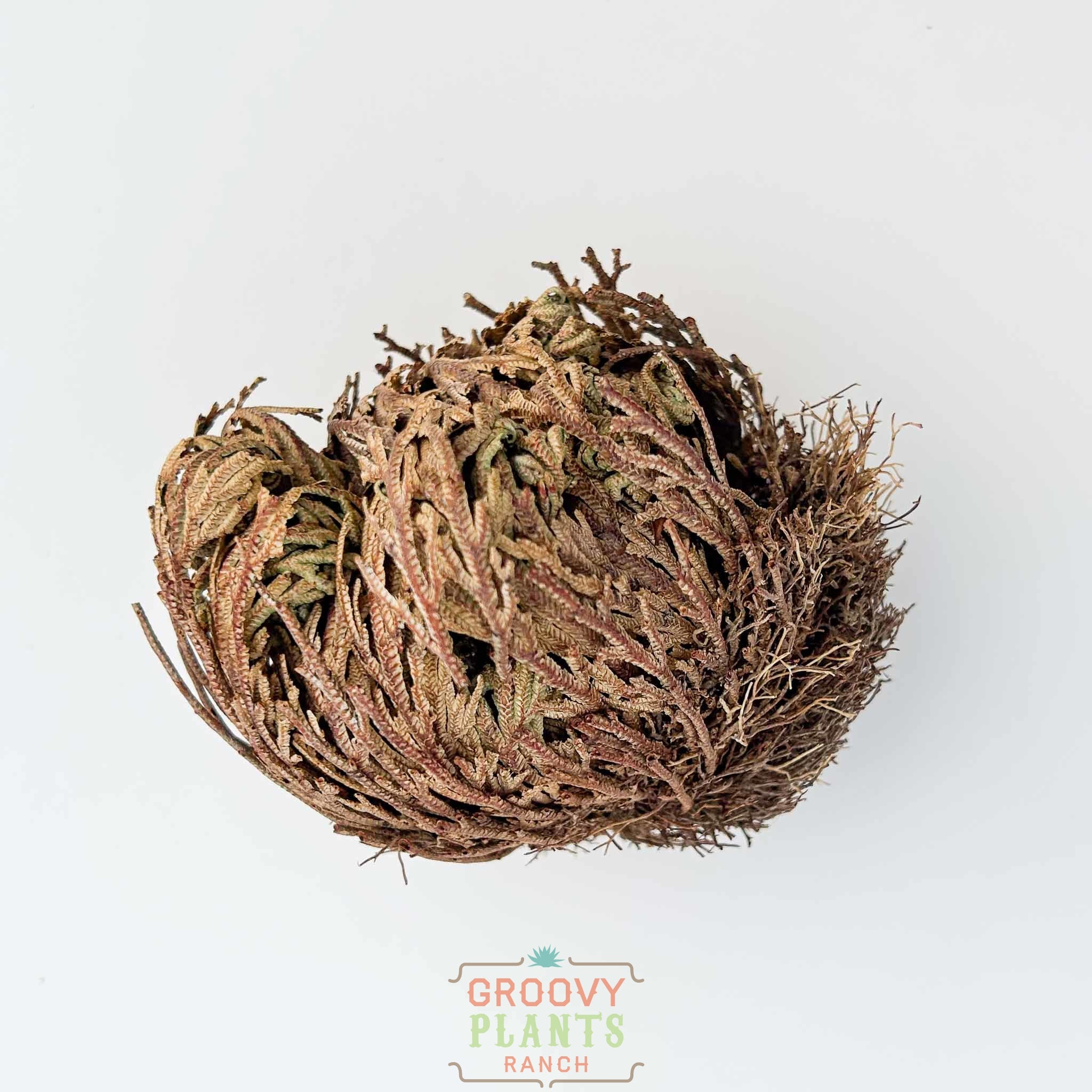 Resurrection Plant | Selaginella lepidophylla