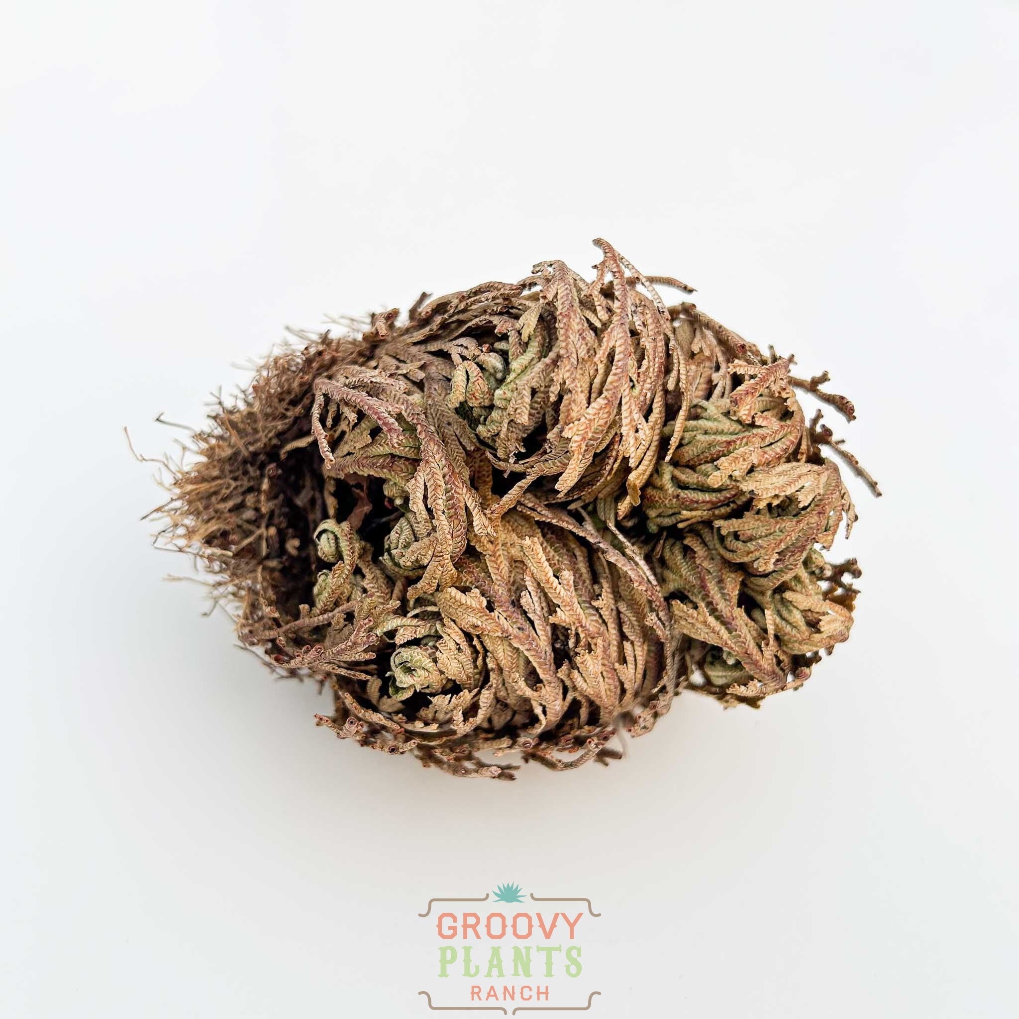 Resurrection Plant | Selaginella lepidophylla