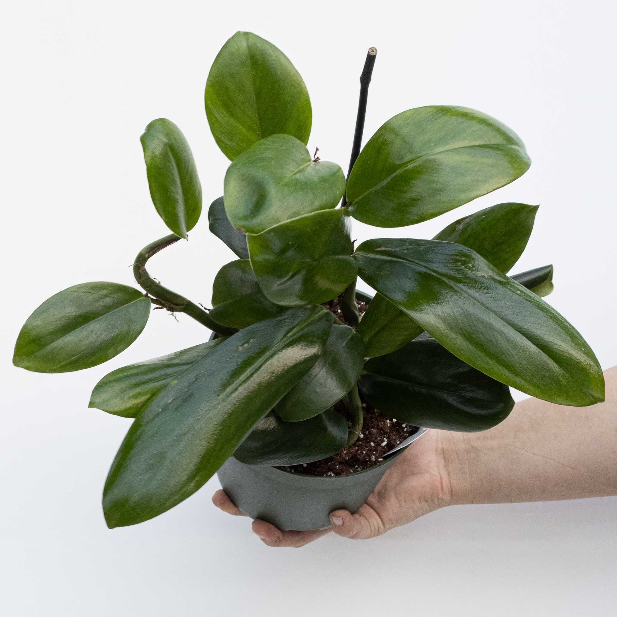 Rhaphidophera Hongkongensis