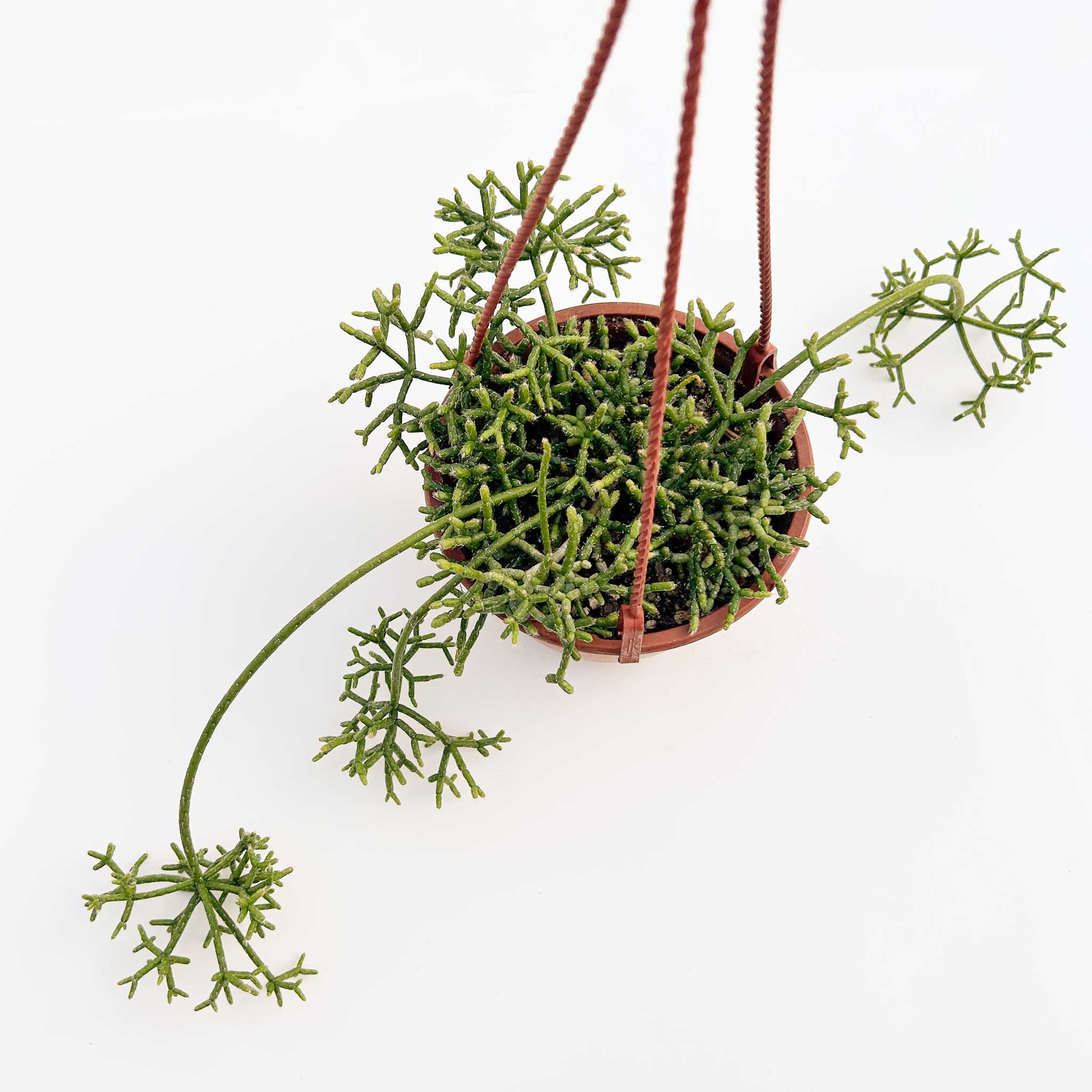 Rice Cactus | Rhipsalis cereuscula