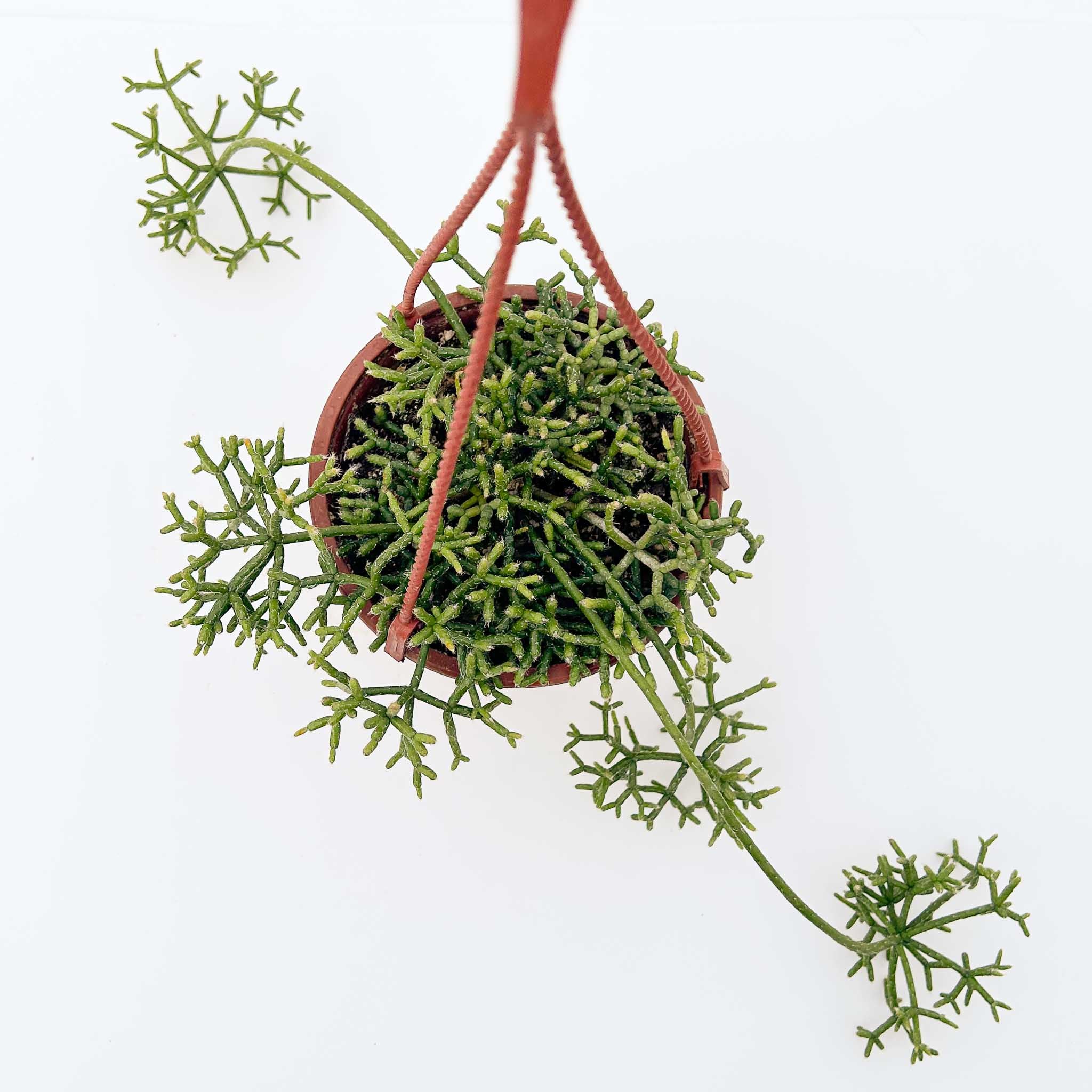 Rice Cactus | Rhipsalis cereuscula – The Groovy Plants Ranch LLC