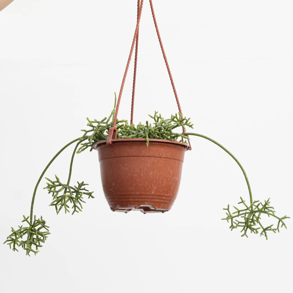 Rice Cactus | Rhipsalis cereuscula