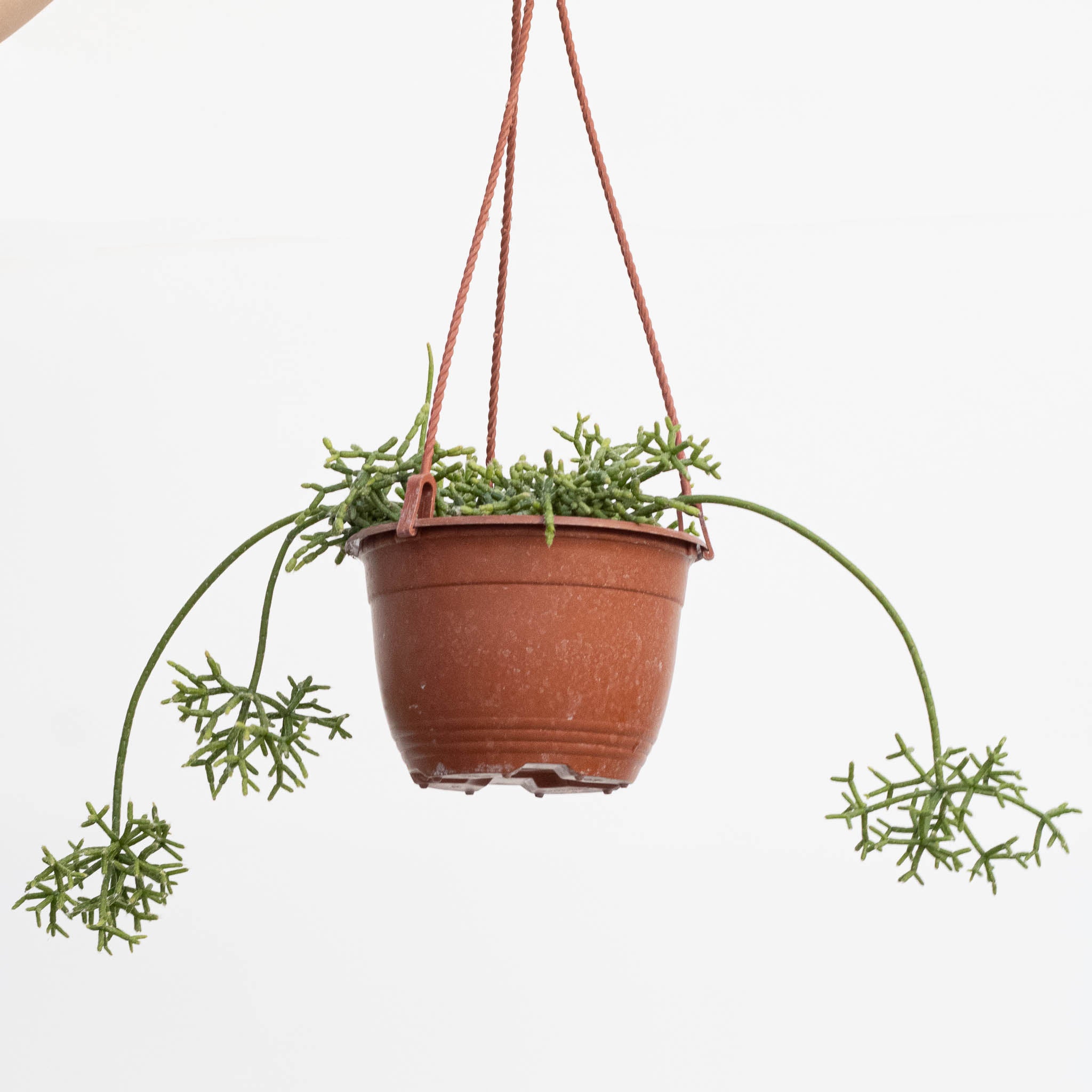 Rice Cactus | Rhipsalis cereuscula