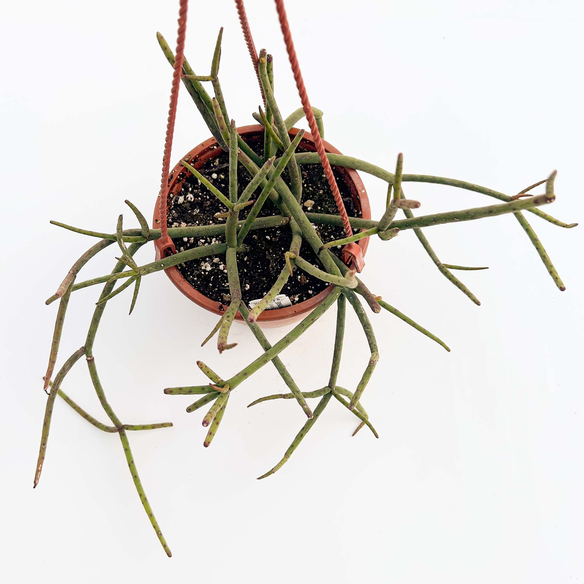 Mistletoe Cactus | Rhipsalis floccosa pulvinigera